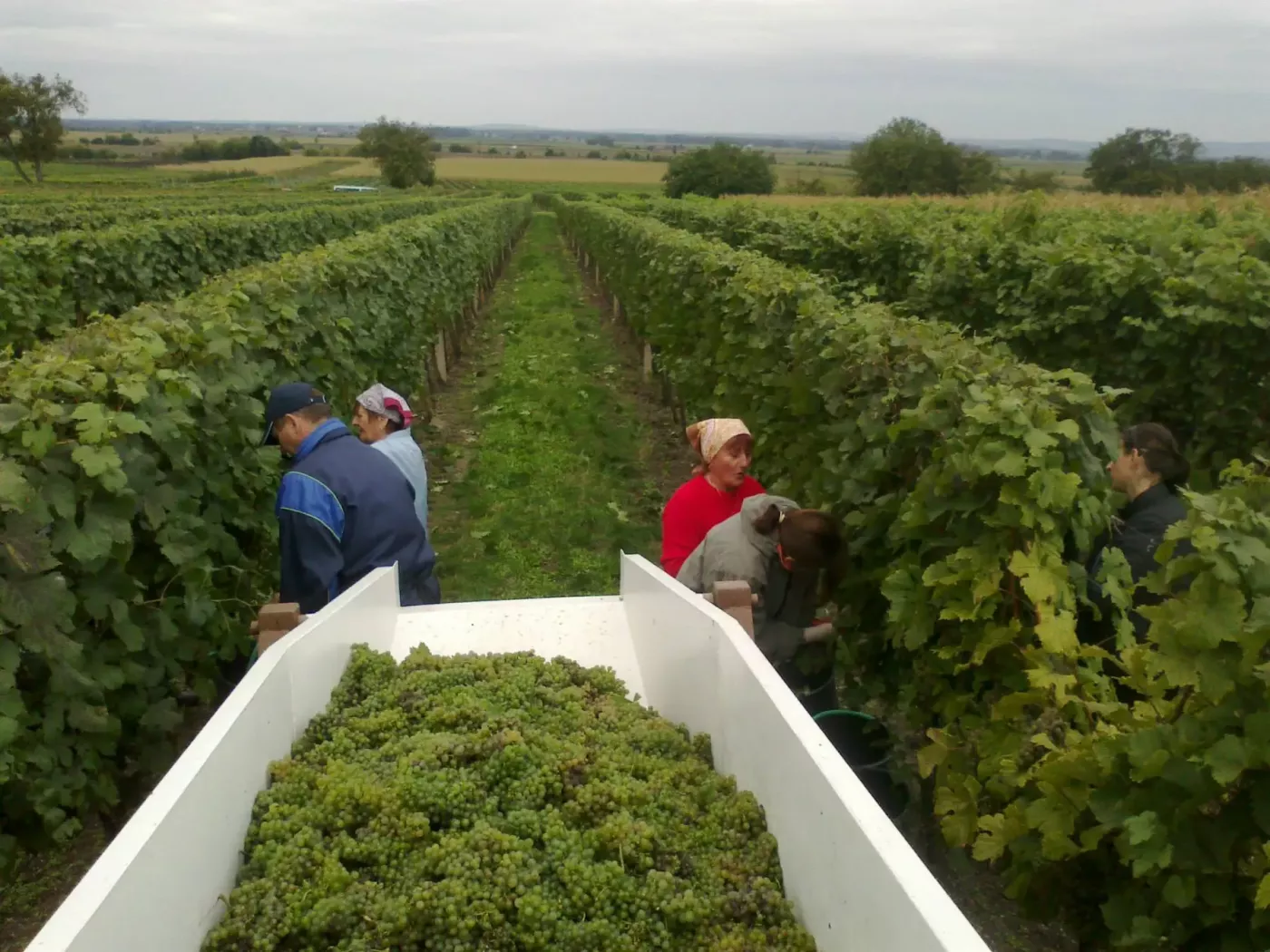 Vinobraní ve Velkých Bílovicích